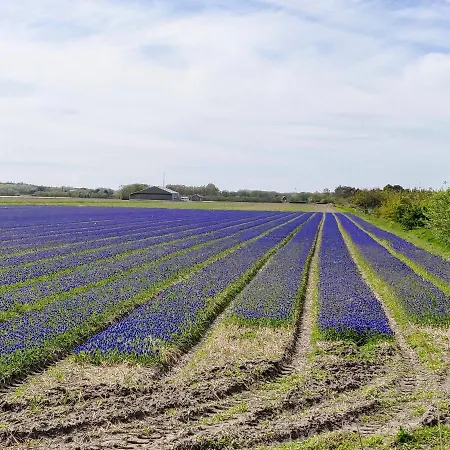 Vakantiebungalow Texel Prázdninový dům *