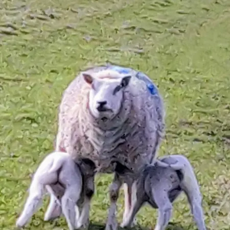 Prázdninový dům Vakantiebungalow Texel