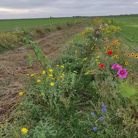 Prázdninový dům Vakantiebungalow Texel De Cocksdorp (Texel)