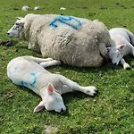 度假居 特克塞尔瓦卡蒂度假屋