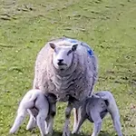 度假居 特克塞尔瓦卡蒂度假屋