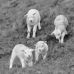 特克塞尔瓦卡蒂度假屋 * 德科克斯多普