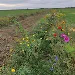 度假居 特克塞尔瓦卡蒂度假屋 德科克斯多普