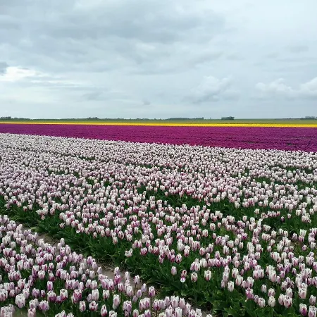 펜션 Vakantiebungalow Texel 더콕스도르프
